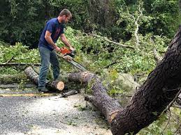 Professional  Tree Services in Danbury, CT